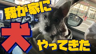 【初回】"子犬"がわが家にやってきた　鳴き声もかわいい