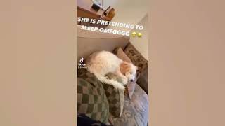 Cute Silly Dog Pretending to be asleep!!! | ANIMALVIBES!!!!