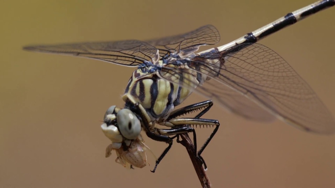 Dragonflies The Worlds Deadliest Predators YouTube