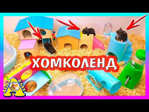 ДЕНЬ РОЖДЕНИЯ ХОМЯЧАТ / ПОДАРКИ ДЛЯ ХОМКИ / Alisa Easy Pets