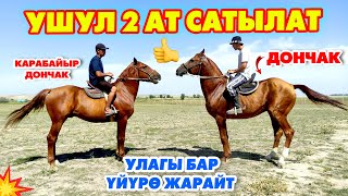 картинка: Охоо! Таза кандуу АТТАР сатылат ~ Улагы бар