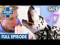 🐱 Cute Kittens Have Been Left Alone | FULL EPISODE | S6E9 | Bondi Vet