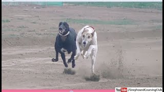 race greyhound video