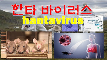 중국인 사망 또 다른 바이러스 발생 한타바이러스(Hantavirus)