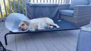 Murray finally falling asleep | Post Op | Yellow Lab by Lydia K. 11 views 3 years ago 32 seconds