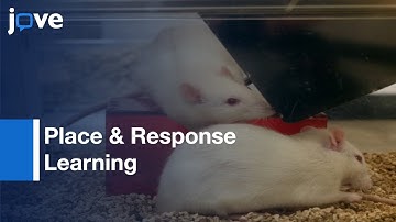 Place & Response Learning In Open-Field Tower Maze l Protocol Preview