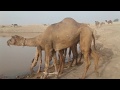 Thar camels  water  cholistan desert