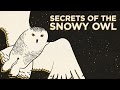 Secrets Of The Snowy Owl | NPR&#39;s SKUNK BEAR