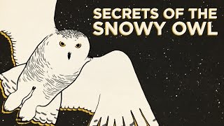 Secrets Of The Snowy Owl