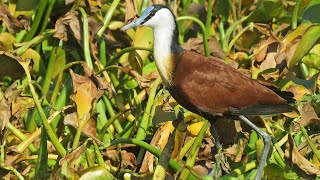 African Jacana