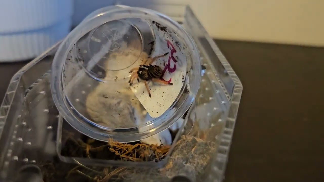 Rehoming GBB Tarantula sling (candid footage fr)