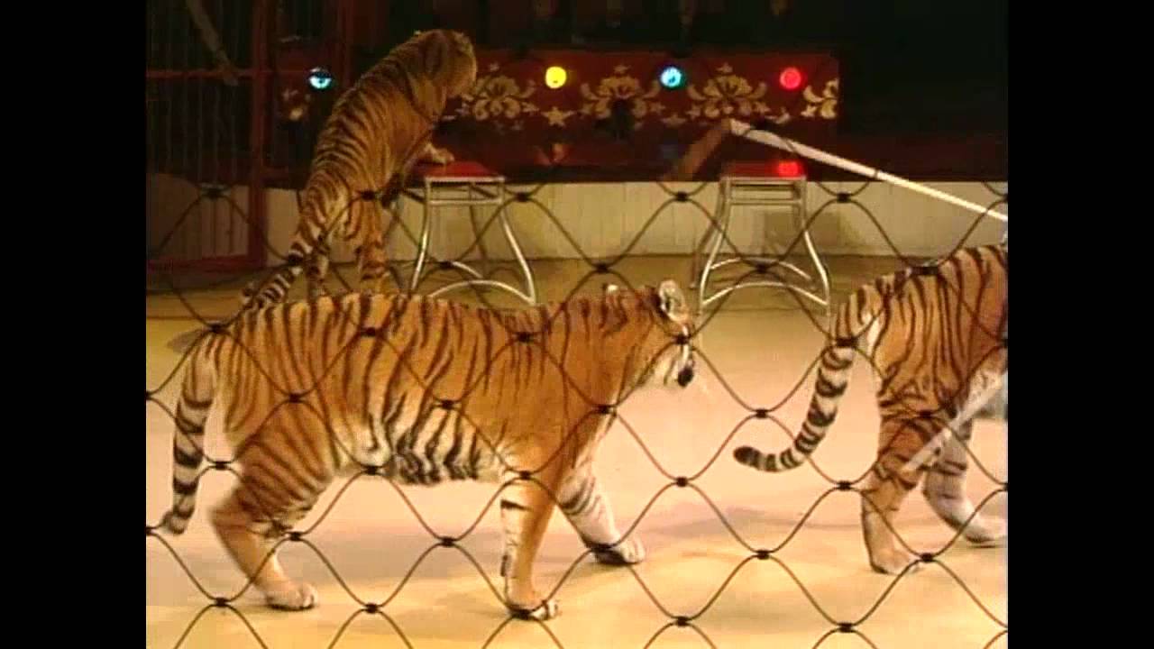 Дрессированные тигры. Кароли Доннерт. Karoly Donnert