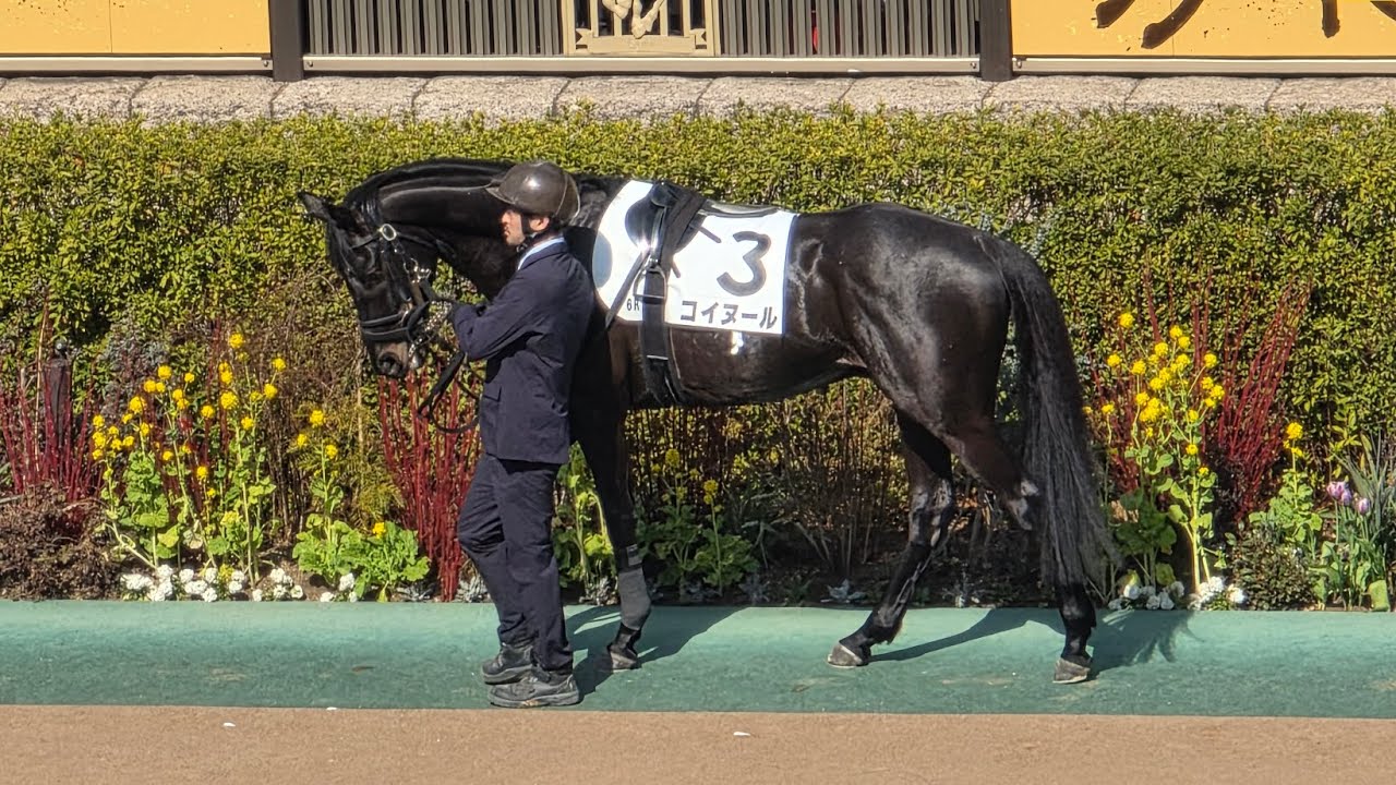 【出資馬動画】2026年2月22日／フェブラリーSDay／東京6Ｒ・ 4歳以上1勝クラス／パドック&本馬場入場&レース／コイヌール(キャロット)  荻野極 13着
