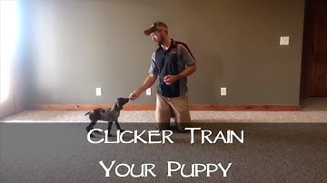 Clicker Training Your New Puppy - Part 1 - Upland Bird Dog Training