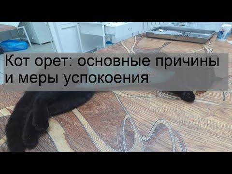 Кот орет: основные причины и меры успокоения