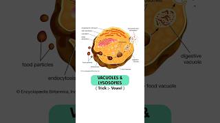 Vacuoles &amp; Lysosomes || #neet #neet2026 #vacuoles #lysosomes #cell #strategy