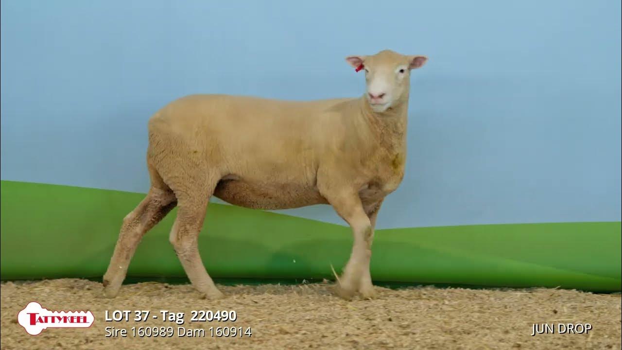Lot 037 Tattykeel Poll Dorset Stud Ewes 2023 YouTube