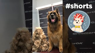 German Shepherd Undercoat Removal