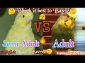 Semi Adult Vs Adult | Which is best to buy ?🤔 | Which is best adult or Semi adult in tamil