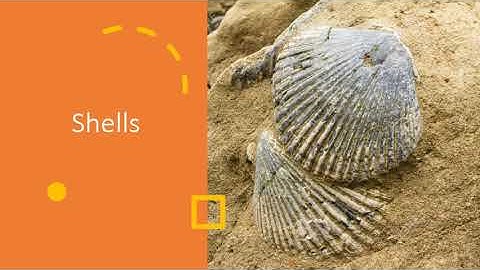 Fossils Unit 6  grade 3 lesson 1 part 1