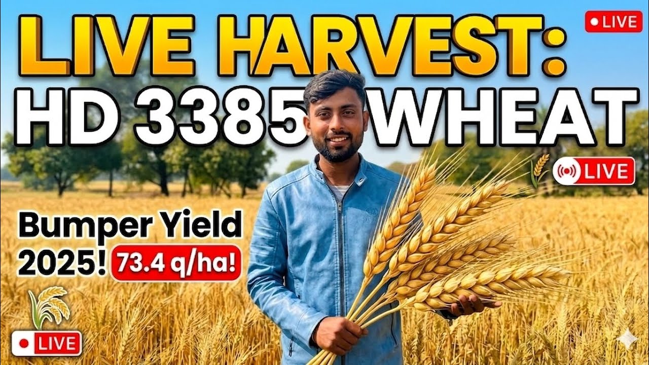 Hd 3385 गेहूं का उत्पादन। Hd 3385 गेहूं की लाइव हार्वेस्टिंग।hd 3385 ...