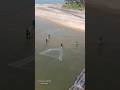 Catching fish with a net@muhamedaslam4405 #fishing #fihing #fish #sea #river #net #netfishing #diy