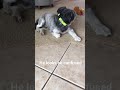 Play this sound for your dog and record their reaction