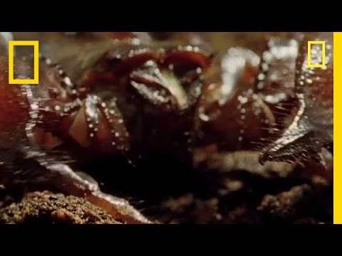 World&rsquo;s Deadliest Scorpion? | National Geographic