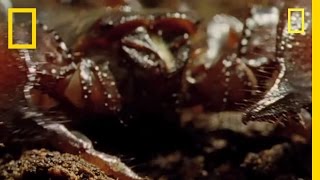 World's Deadliest Scorpion? | National Geographic