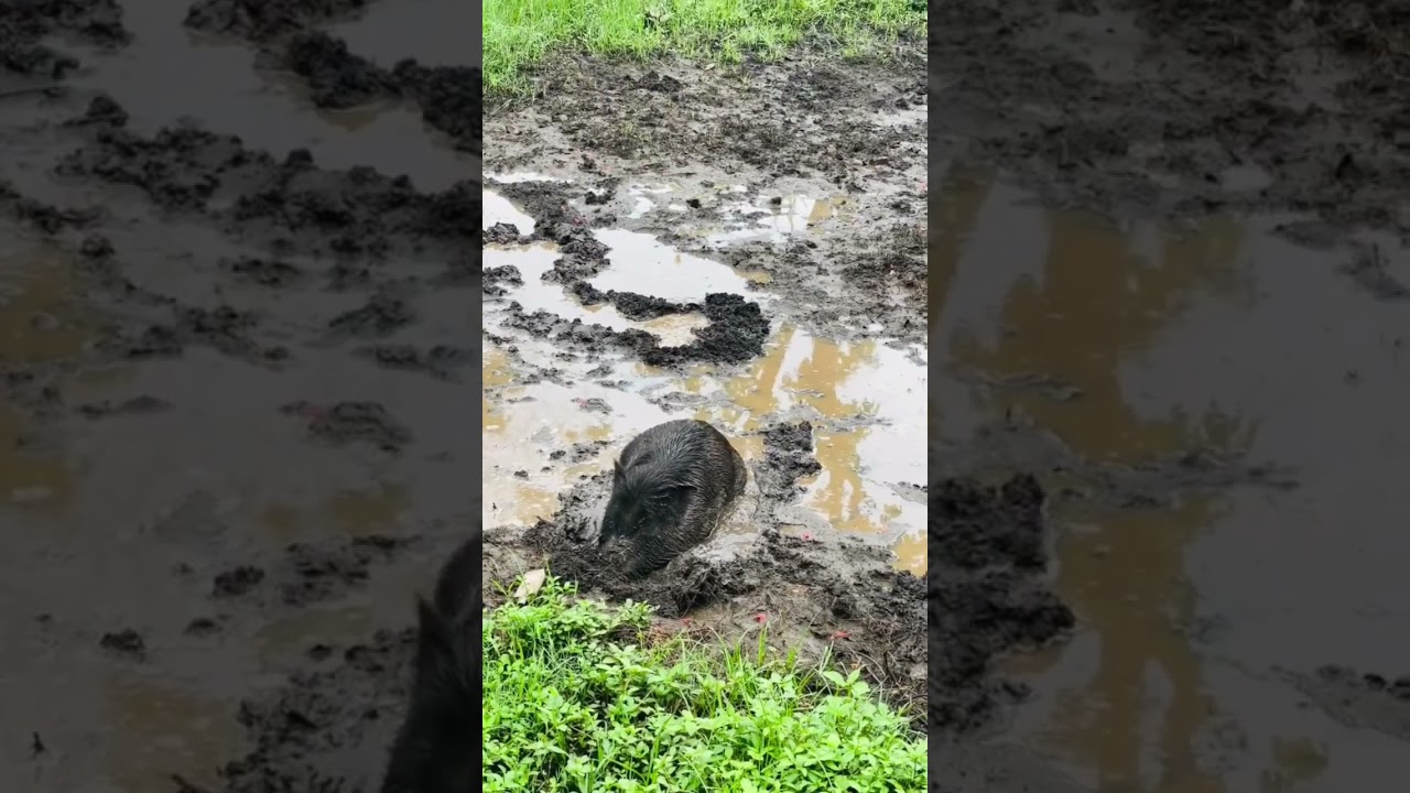 Wild pig taking mud bath