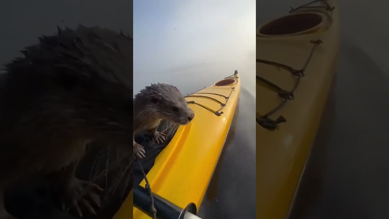 This otter visits this kayaker