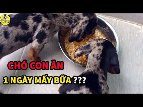 Video: Cho Chó ăn Bao Nhiêu Lần Một Ngày