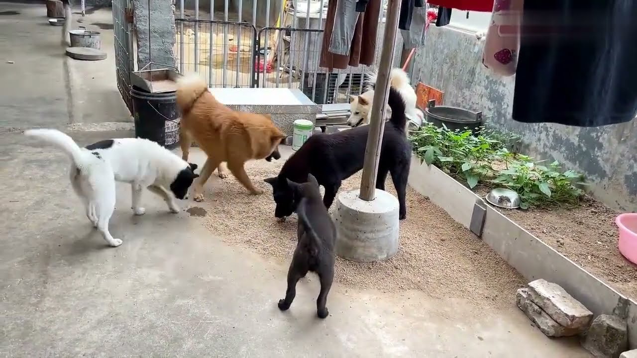 Playtime and Love with My Cute Dog | Relaxing Day Spent with My Cute Dog