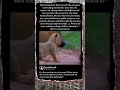 That Tail Is Mine Now — Cub Claims Parent's Property 🦁 #Nature #Funny #ParentingTax