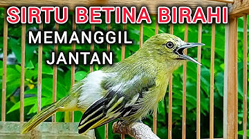 SIRTU BETINA GACOR BIRAHI MEMANGGIL JANTAN - BIKIN SIRTU GACOR NYAUT