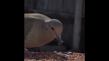 Mourning Dove Swallows Sunflower Seed Shell