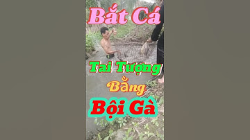 Bắt Cá Tai Tượng Quá Dễ Dàng | Fishing and Relaxation | #fishing #giảitrí #batca #mientay #câucá