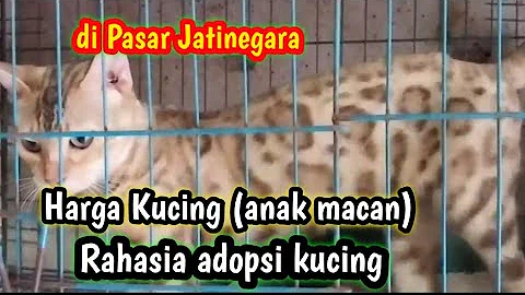 Video 11282031: adopted bengal cat, pets