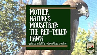 Mother Nature's Mousetrap: The RedTailed Hawk