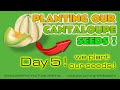 Cantaloupe Germination And Planting - March 14