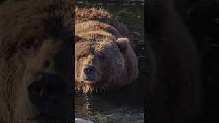 Water naps 🐻 #kodiak #brownbear #grizzlybear #wildlifephotography #wildlife #alaska