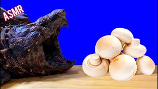 ASMR Mukbang Mushroom 🍄 Turtle Tortoise Eating 🐢 ASMR Animal