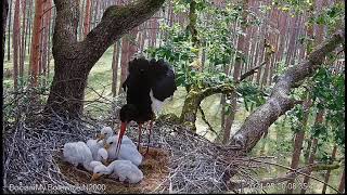 Black stork Bolewice  Bociany czarne Skierka & Królewicz Love Karmienia pięcioraczków