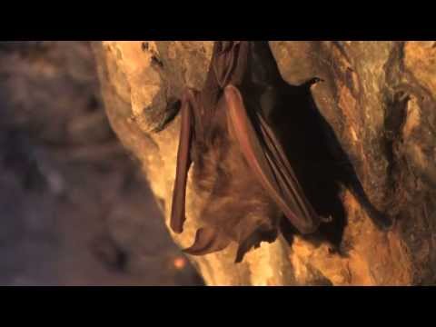Video: Gdje šišmiš hibernira i kako to radi?