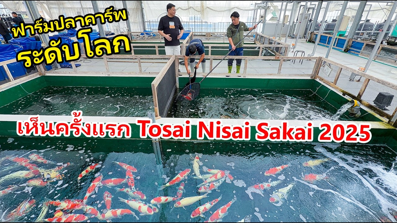 เห็นปลาพร้อมขาย Tosai Nisai ซาไกครั้งแรกของปี #ปลาคาร์พญี่ปุ่น #sakaifishfarm  Hiroshima 2025