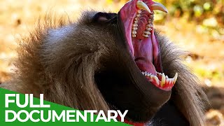 Wildlife  Just Monkeys | Free Documentary Nature