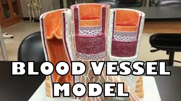 Blood Vessel Model (with subtitles) - Ohio University - Anatomy & Physiology
