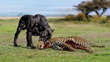 When Animals Messed With The Wrong Opponent