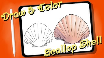 🦪 How to Draw Scallop Shell | Easy Step-by-Step Tutorial