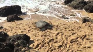 Green Sea Turtle At Lanikea Beach